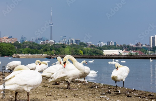 Photography swans in the downtown shore