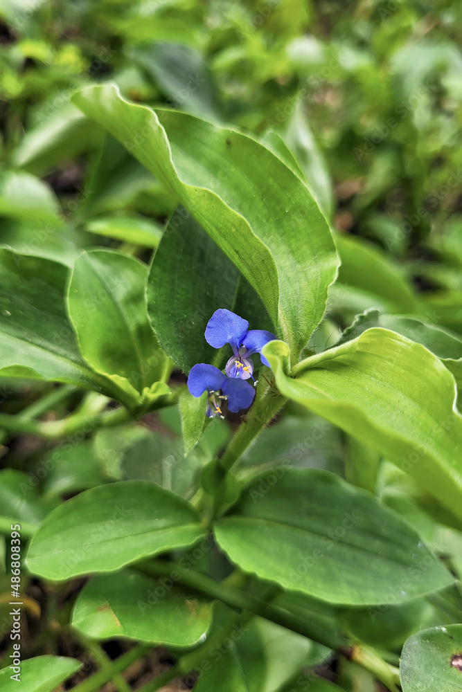 blue flower on a green background blue flower on a green background