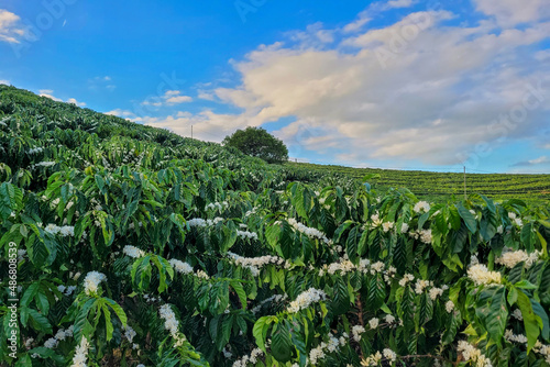 coffee plantation