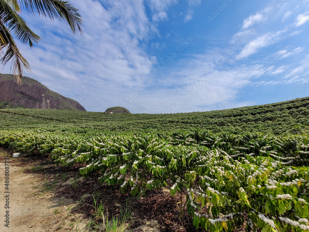 coffee plantation in bloom