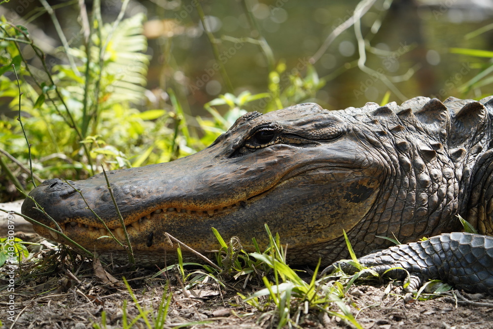 Fototapeta premium Wise Old Gator Florida Everglades