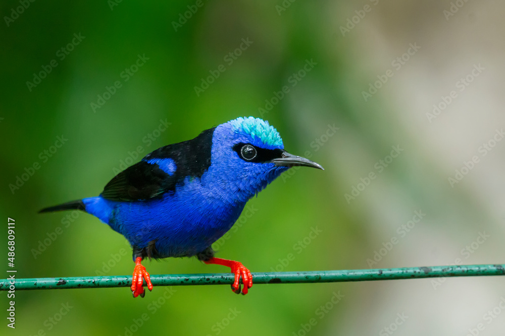 Obraz premium Red-legged Honeycreeper