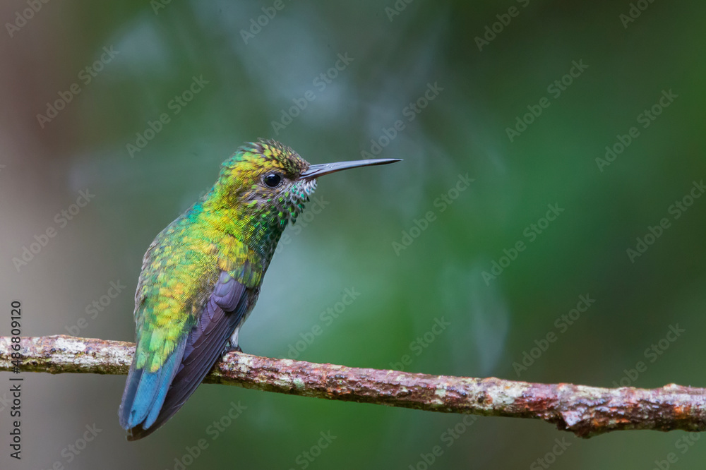Fototapeta premium Blue-chinned Sapphire