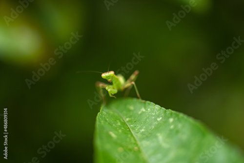 Mantis larvae - Hierodula patellifera - on the leaf in Fukuoka city, JAPAN.
