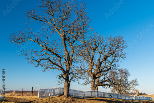 Bare trees on a sunny winter day next to a wooden fence in the Gettysburg National Military Park in Gettysburg, Pennsylvania, USA