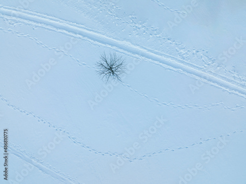 aerial view of winter tree in snow field