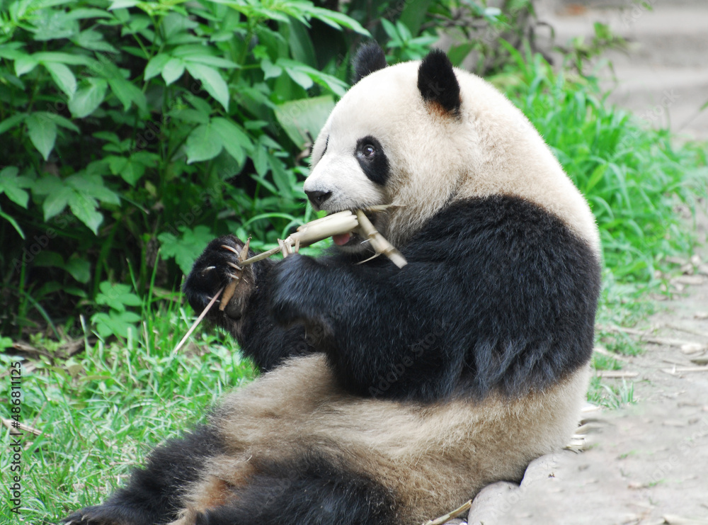 Fototapeta premium Giant panda sitting outdoor eating bamboo shoots