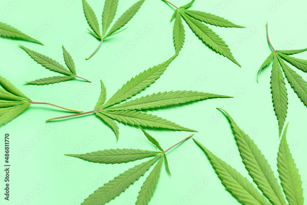 Cannabis leaves on green background Cannabis leaves on green background