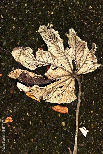 Dry leaf fallen from a tree lies on the wet asphalt.