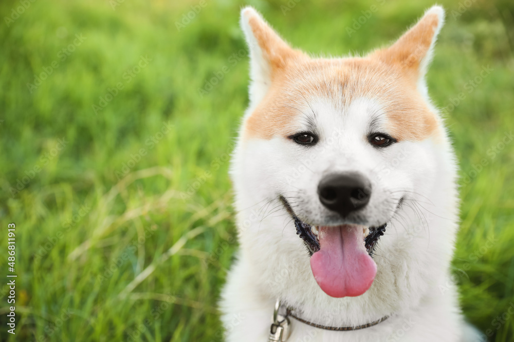 Cute Akita Inu dog on green grass, closeup Cute Akita Inu dog on green grass, closeup