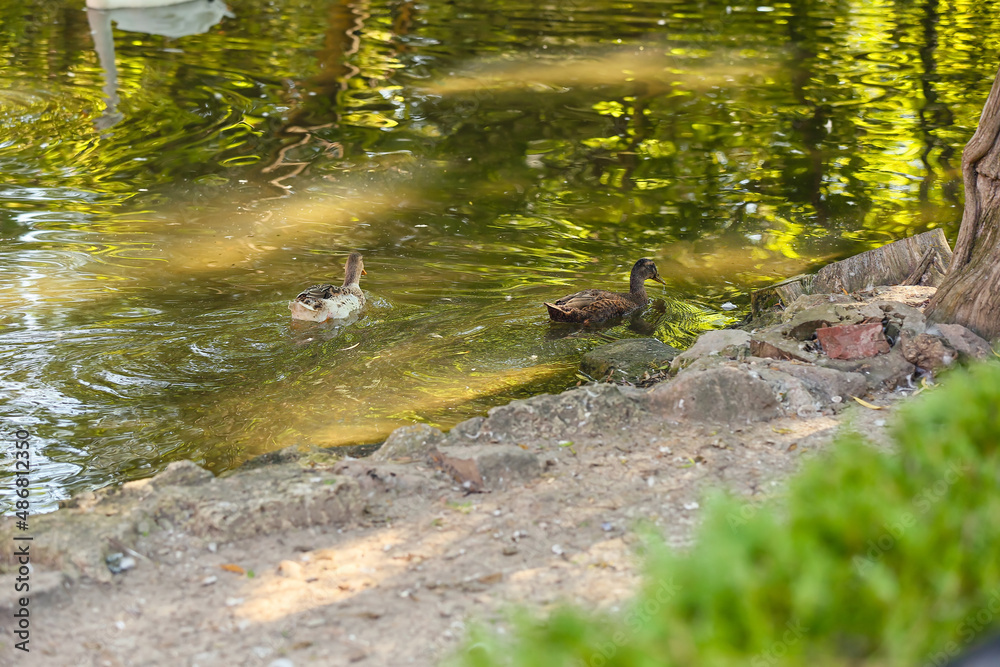 Obraz premium Cute ducks in pond of zoological garden