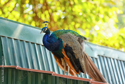 Beautiful peacock in zoolog...