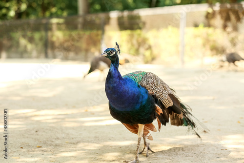 Beautiful peacock in zoolog...
