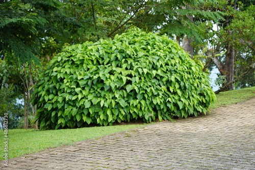Big bushes beside a walkway in the park