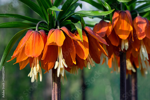 Crown Imperials flowers, Kaiser's Crown, Fritillaria imperialis in the garden, close-up, selective focus photo