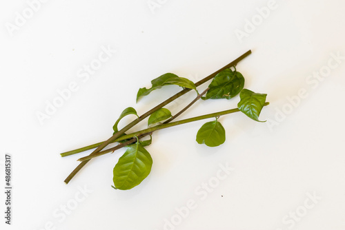 Bougainvillea softwood cuttings on a white isolated background