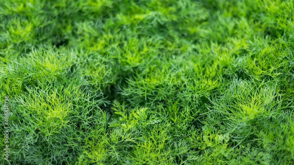 Green Dill in Organic Farm.Concept of clean, safe, healthy food. Green Dill in Organic Farm.Concept of clean, safe, healthy food.