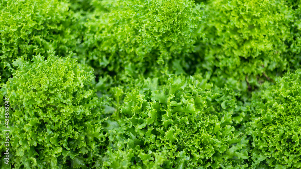 Green Lettuce in Organic Farm.Concept of clean, safe, healthy food.