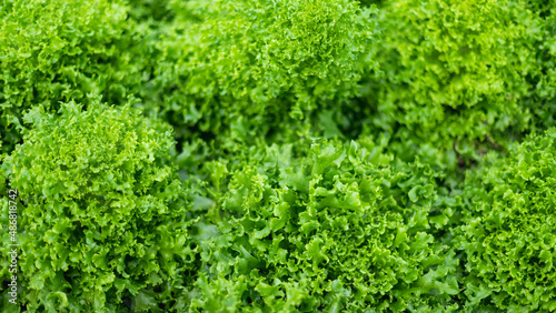 Green Lettuce in Organic Farm.Concept of clean, safe, healthy food. © bunditinay