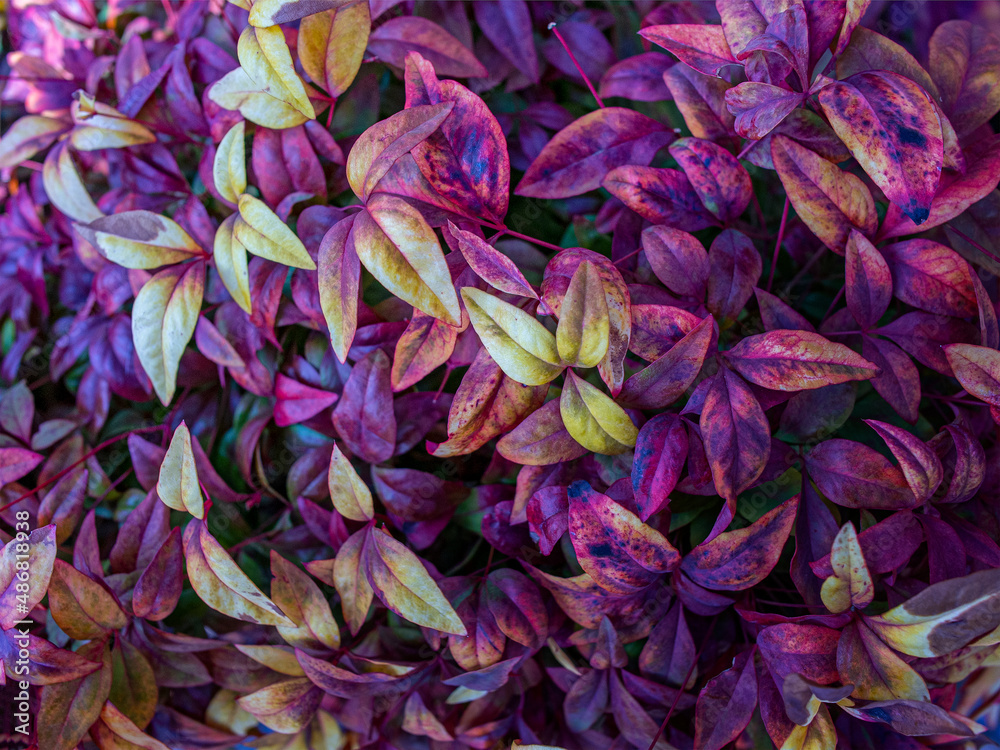 紅葉した植え込みの葉のスナップショット