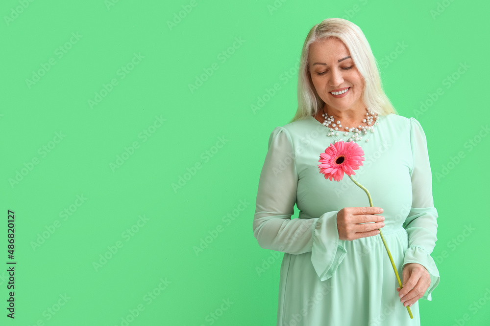 Mature woman holding gerbera flower on green background. International Women's Day celebration Mature woman holding gerbera flower on green background. International Women's Day celebration