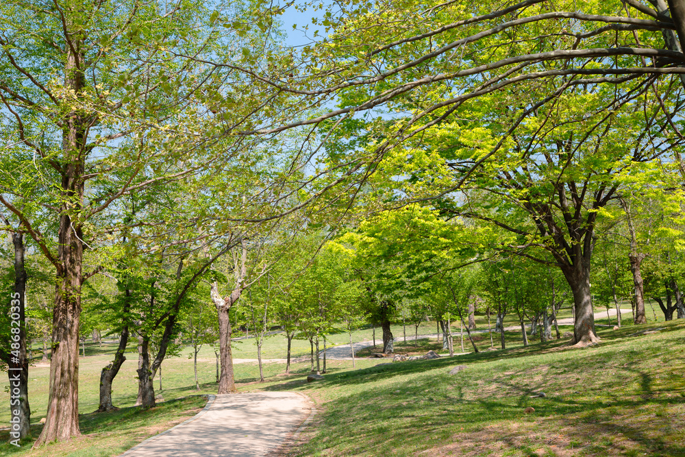 Naklejka premium Bulguksa Temple green forest trail in Gyeongju, Korea
