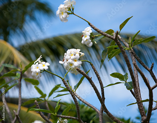 Obraz w ramie bee on a flower