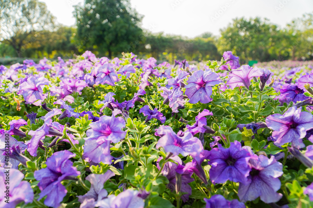 Purple petunia flower blooming field in garden with blurry background & soft sunlight. flowers blooming on softness style in spring summer under sunrise Purple petunia flower blooming field in garden with blurry background & soft sunlight. flowers blooming on softness style in spring summer under sunrise