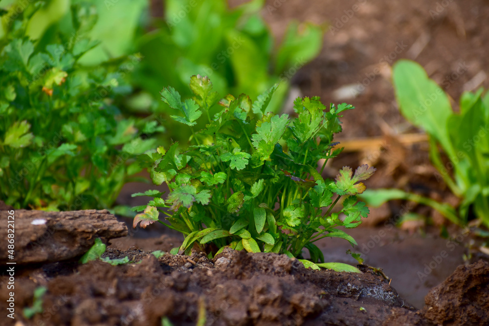 Close up fresh growing green coriander (cilantro) leaves. Close up fresh growing green coriander (cilantro) leaves.
