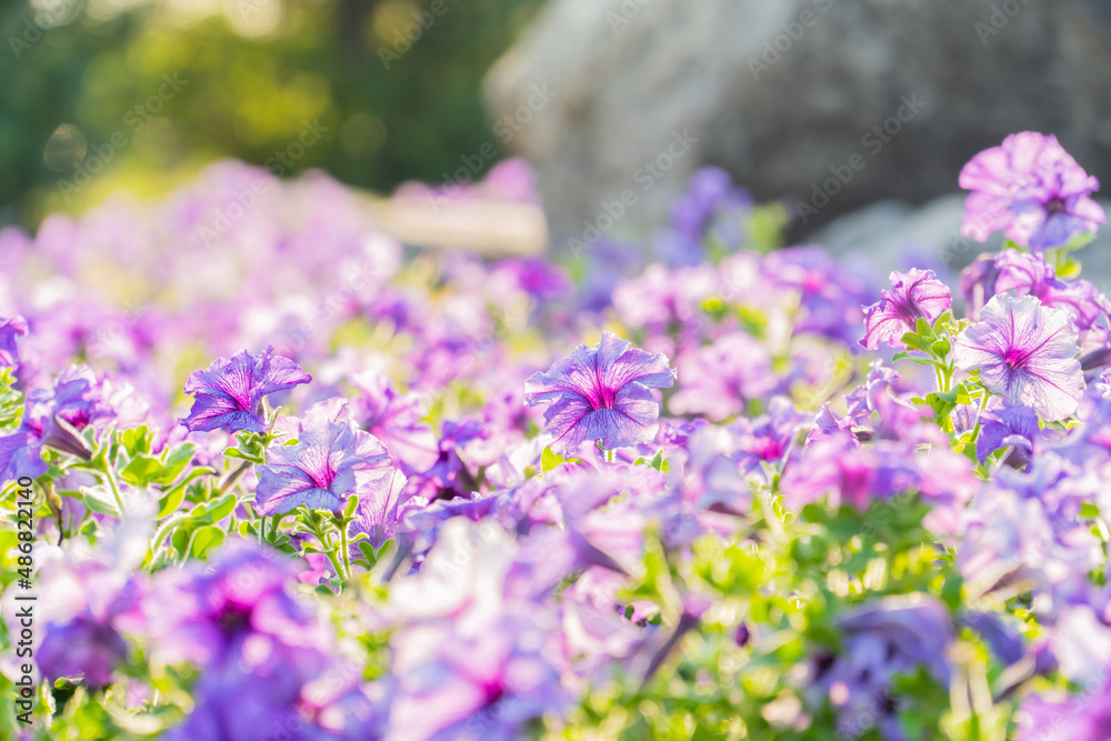 Obraz premium Purple petunia flower blooming field in garden with blurry background & soft sunlight. flowers blooming on softness style in spring summer under sunrise