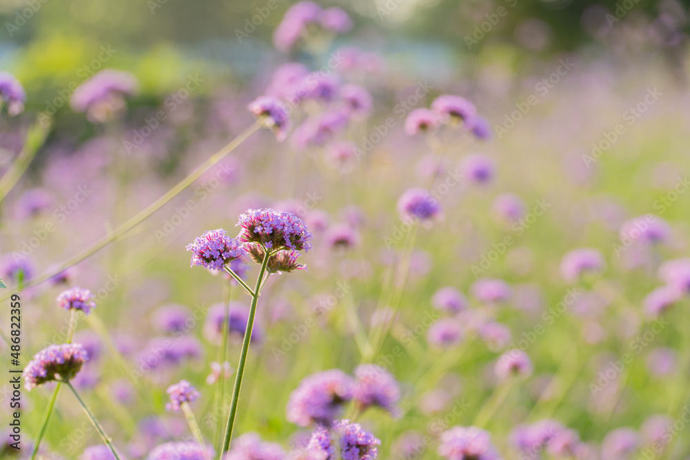 Fototapeta premium pastel purple verbena bonariensis flower blooming field in garden with blurry background and soft sunlight. flowers blooming on softness style in spring summer under sunrise