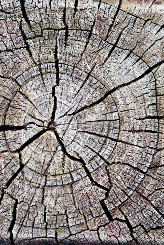 Fototapeta premium wood texture