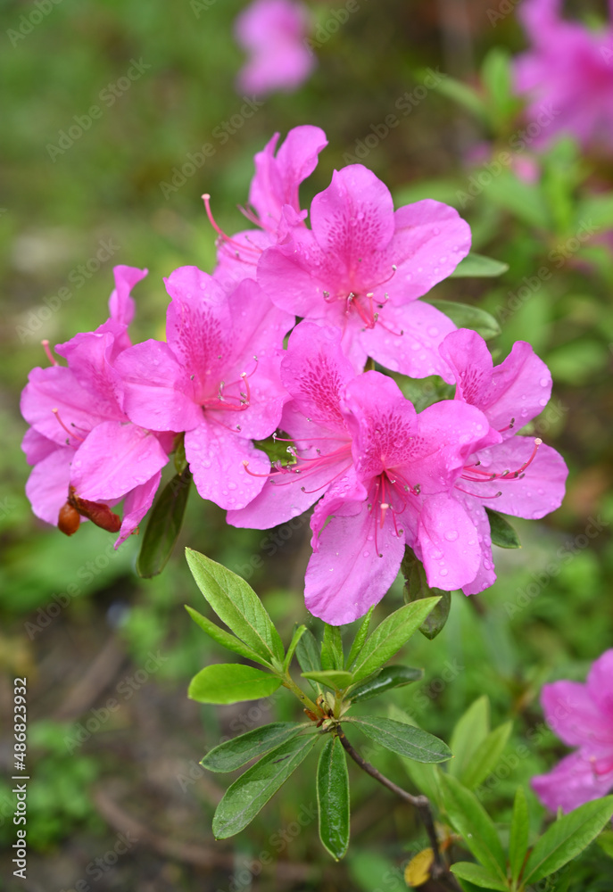The park is covered with watery rose-colored azaleas
