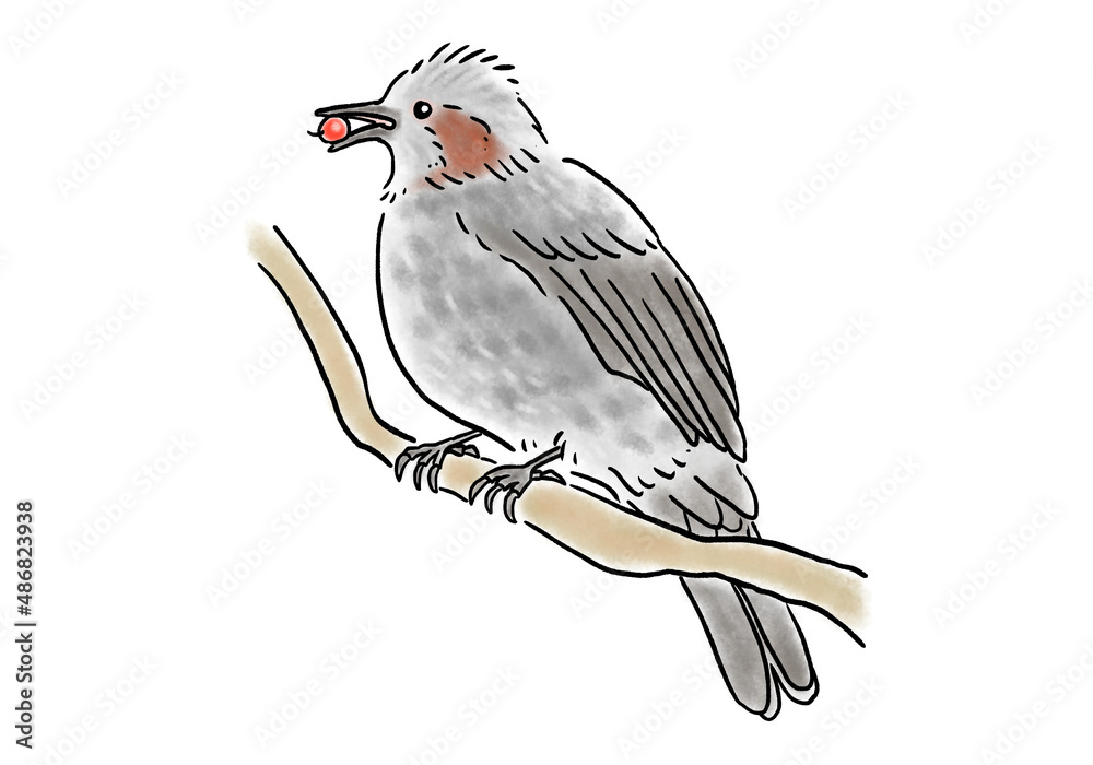 手描きの枝に留まって赤い実を食べるヒヨドリ 手描きの枝に留まって赤い実を食べるヒヨドリ