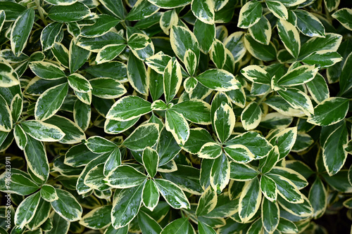 green leaves background