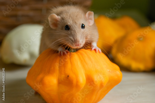 Dumbo rat holds a pumpkin lying on the floor with its paws. Beige mouse. Orange pumpkin patissons lie on the table for the autumn season.
