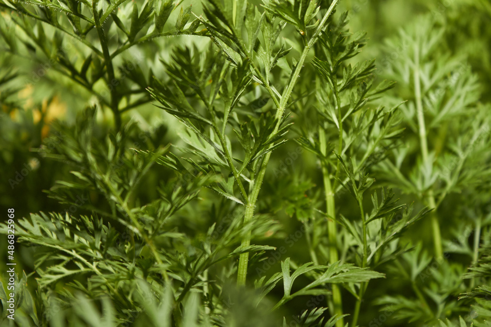 plant plant