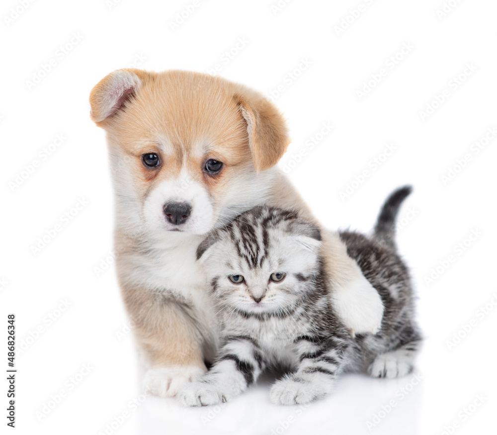 Friendly Pembroke welsh corgi puppy embraces tiny kitten. isolated on white background
