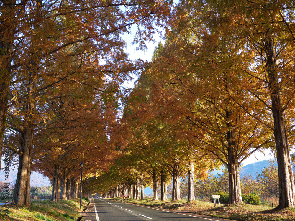 Naklejka premium 滋賀県メタセコイア並木道