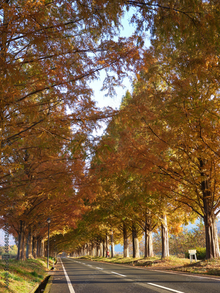 Naklejka premium 滋賀県メタセコイア並木道