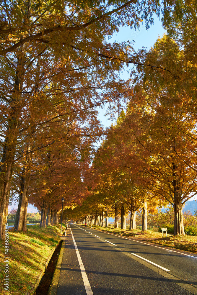 Fototapeta premium 滋賀県メタセコイア並木道
