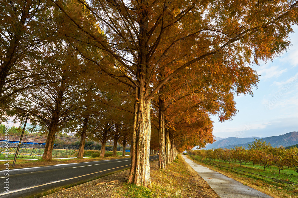 Fototapeta premium 滋賀県メタセコイア並木道