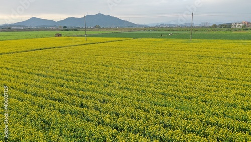 A field of yellow rape flowers