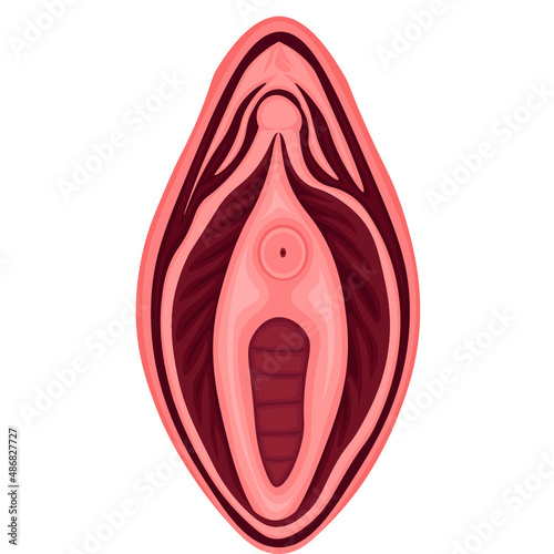 女性外性器　構造　イラスト　単体