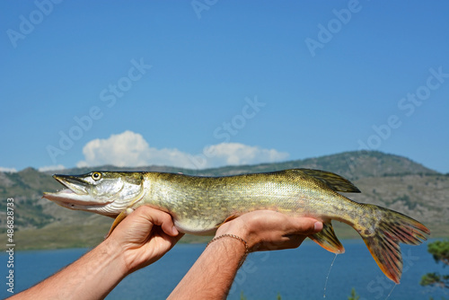 Summer fishing - freshly caught pike on the background of the Bukhtarma reservoir (lake), Kazakhstan