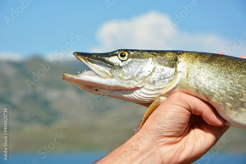 Summer fishing - freshly caught pike on the background of the Bukhtarma reservoir (lake), Kazakhstan