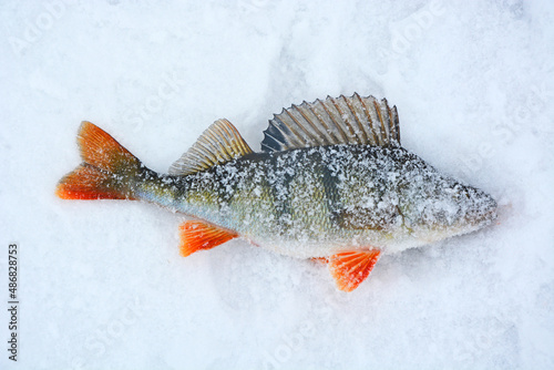 Fishing trophy in winter fishing - freshly caught perches on ice. Russian perch, winter fishing, freshly caught fish photo