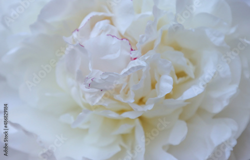 White peony flower. © tangoas