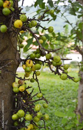 Green and ripe clusters fig on a tree trunk