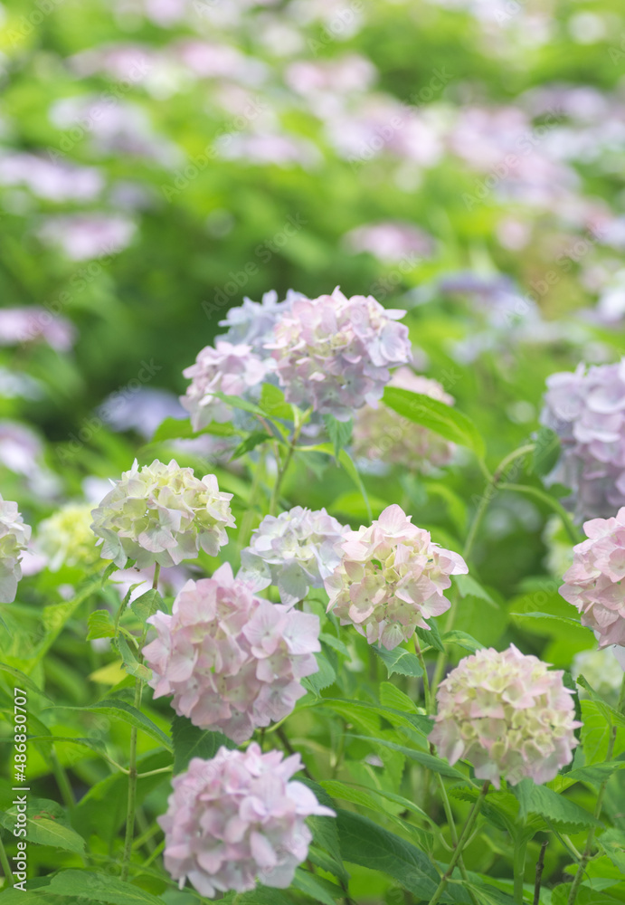 満開の薄い青色や紫色の紫陽花が咲き誇る風景 満開の薄い青色や紫色の紫陽花が咲き誇る風景